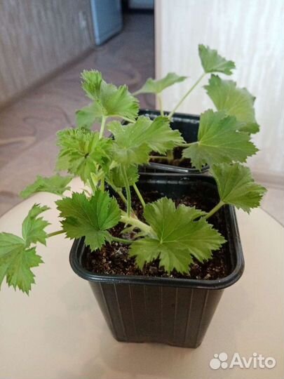 Пеларгония герань