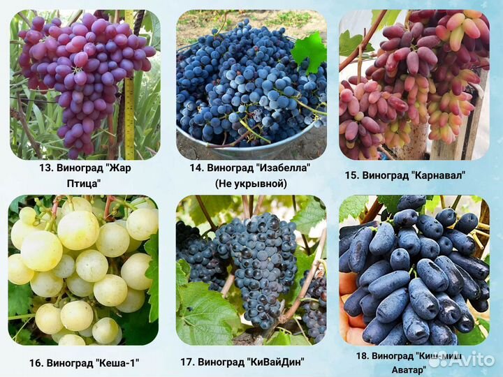 Саженцы Винограда