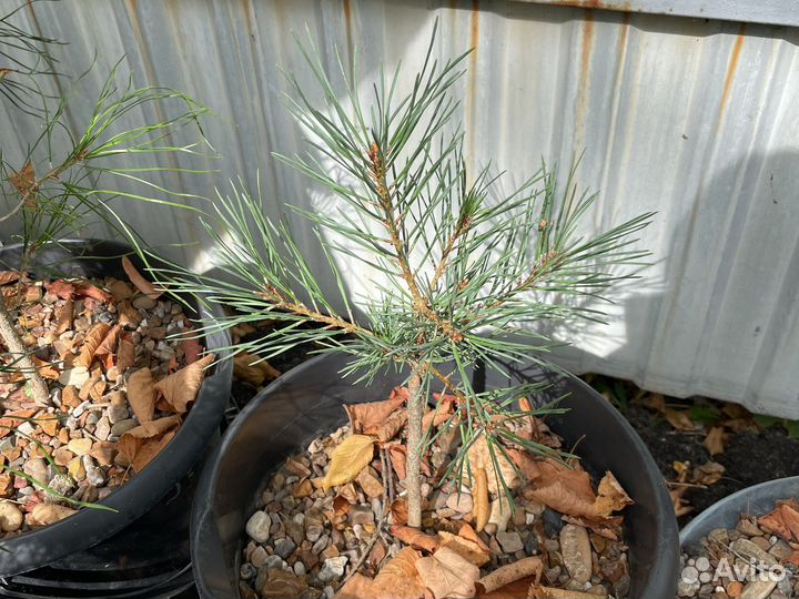 Хвойные растения для вашего сада