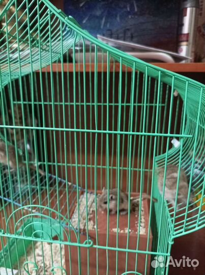 Песчанки мальчики