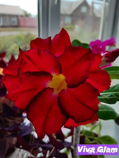 Адениум прививка