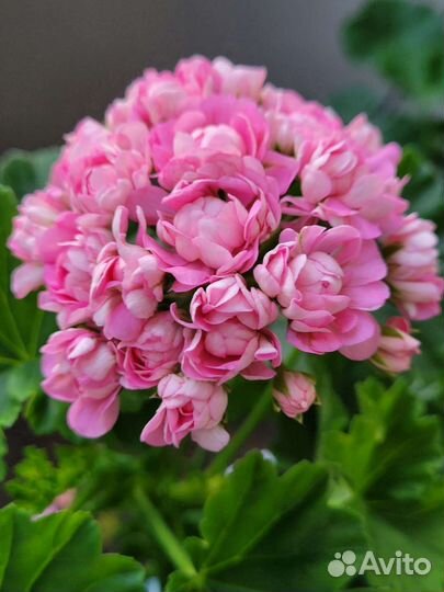 Пеларгония герань