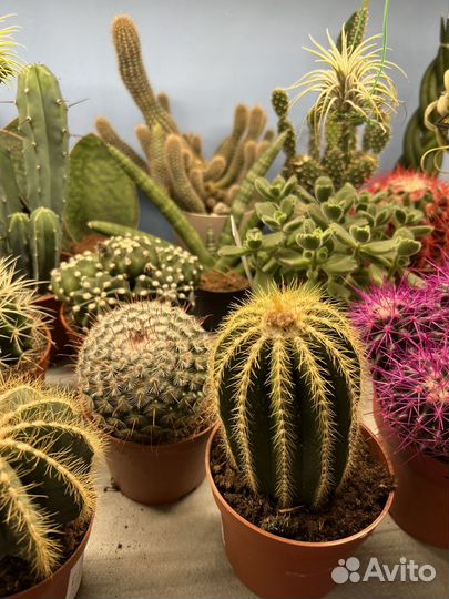 Кактусы и суккуленты