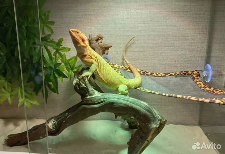 Гамак для террариума