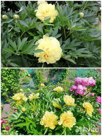 Пион Бартзелла (ито - гибрид)