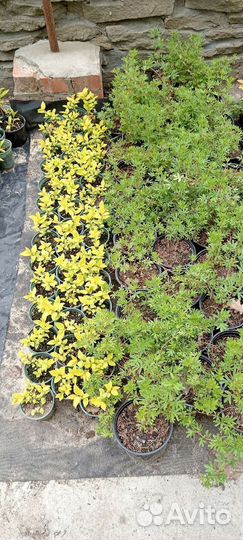 Спирея Голд маунт