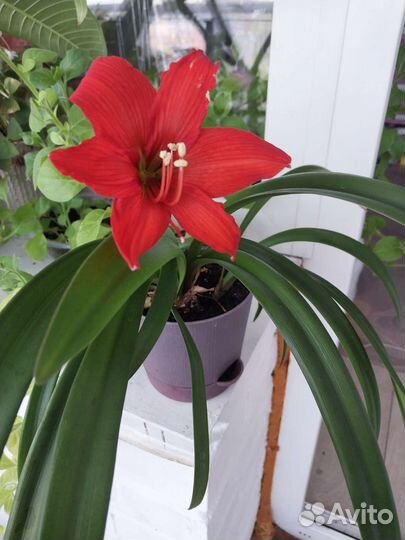 Гиппеаструм