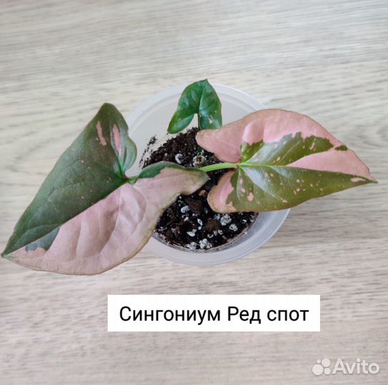 Комнатные цветы набором