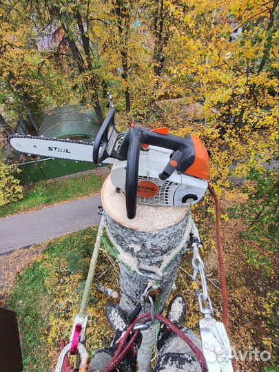 Спил деревьев. Удаление деревьев