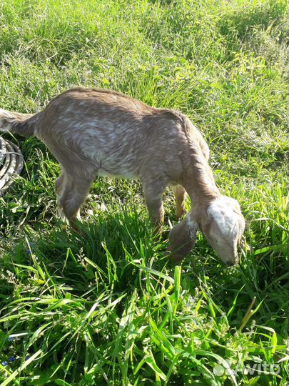Англо Нубийский козлик