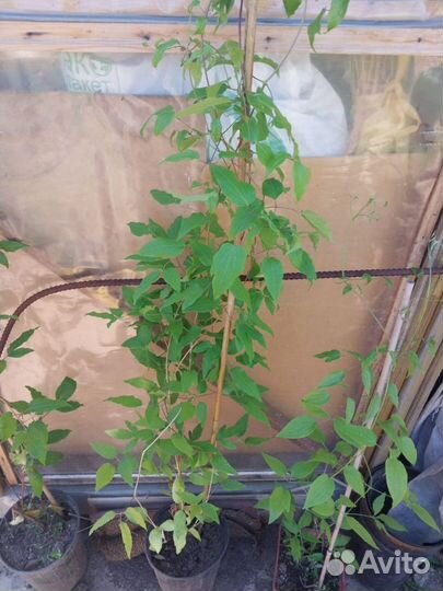 Пионы клематис