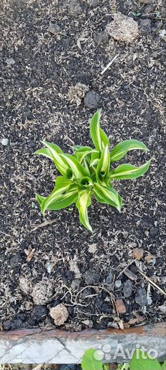 Пионы, ирисы