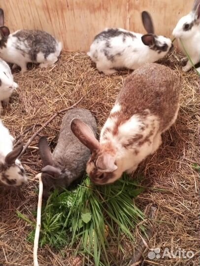 Кролики мясных пород
