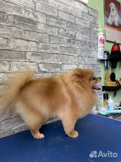 Стрижка собак. Грумер. Шпиц. Йорк. Мальтезе