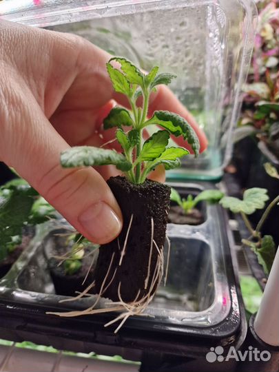 Вегетативные черенки