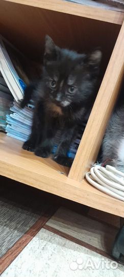 Котята бесплатно