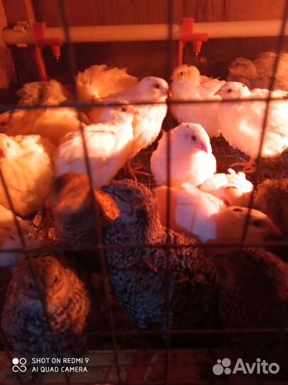 Перепела,яйца