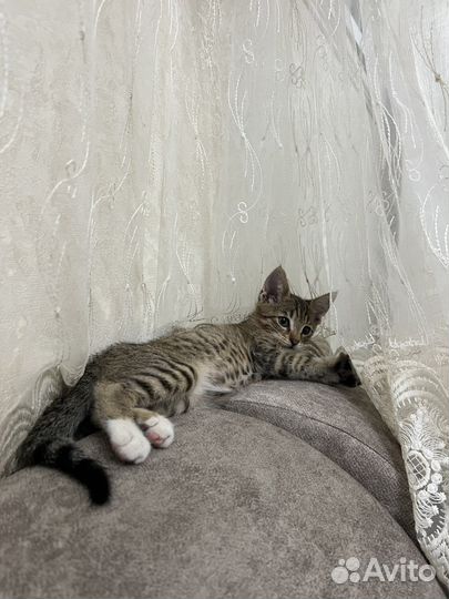 Кошка