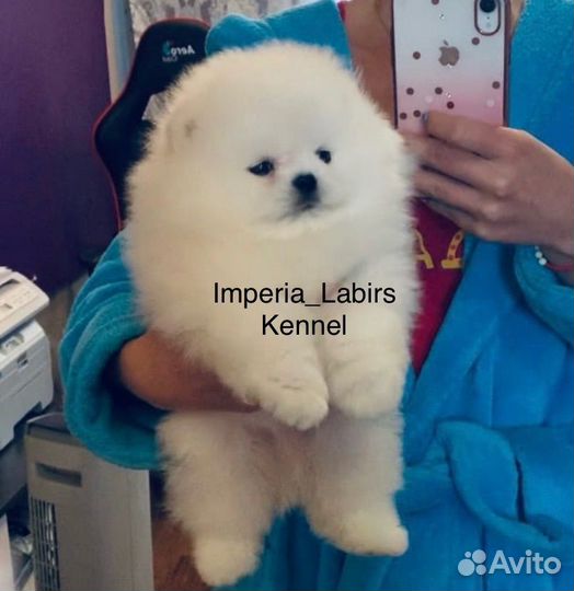 Шпиц