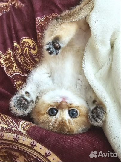 Золотой котятенок