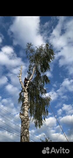 Спил деревьев