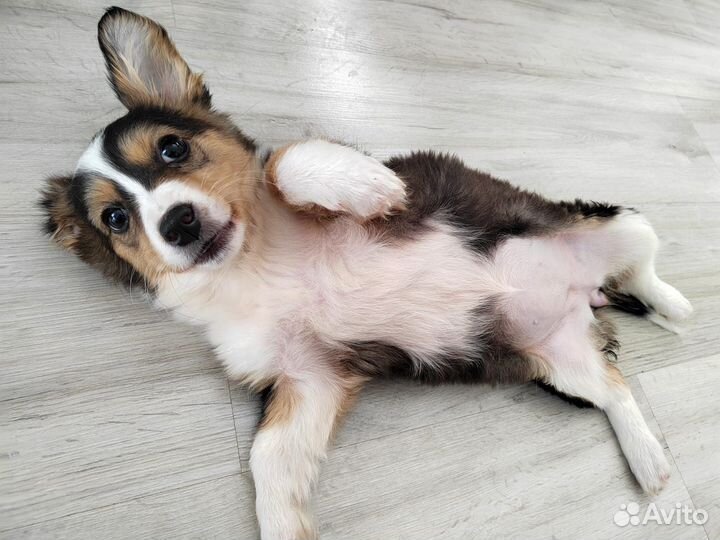 Передержка собак зоогостиница