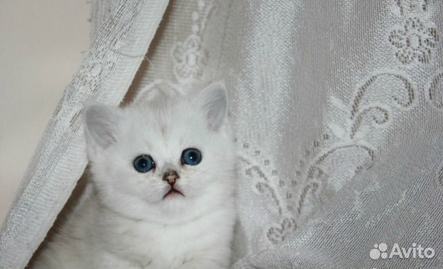 Серебристая шиншилла