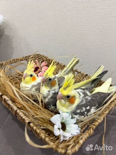 Попугай корелла птенец