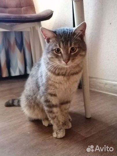 Очень ласковый котик