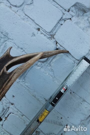 Большие рога оленя и медальон