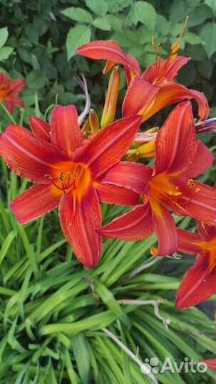 Многолетние растения для сада