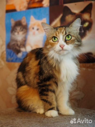 Кошка в дар бесплатно