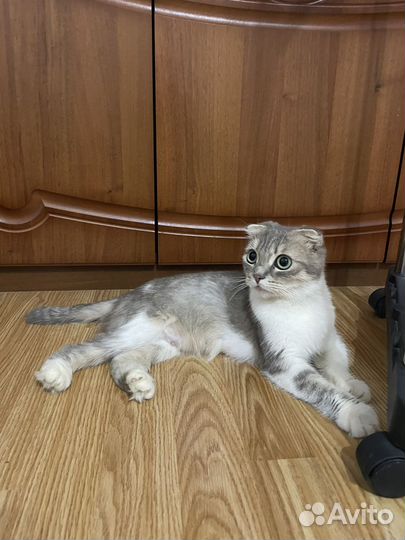 Шотландская коротконогая