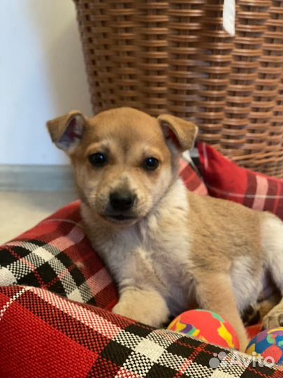 Мамонтенок