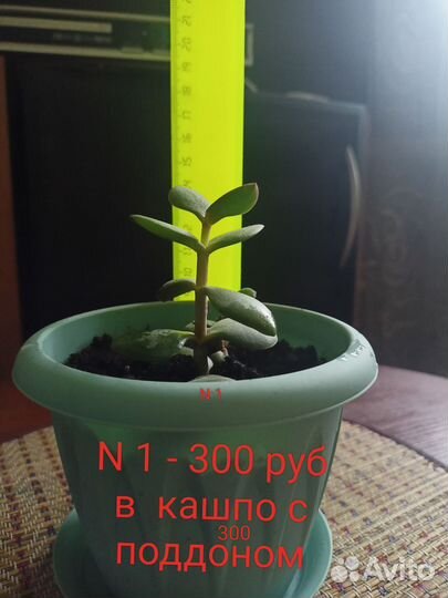 Денежное дерево (крассула)