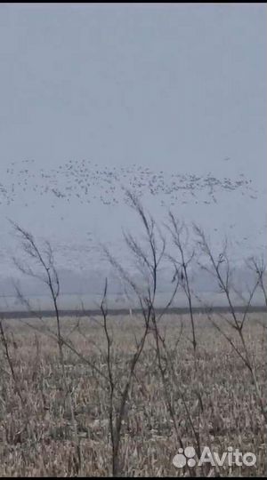 Охота на гуся