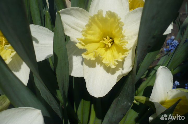 Нарциссы для сада