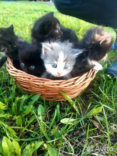 Котята в добрые руки