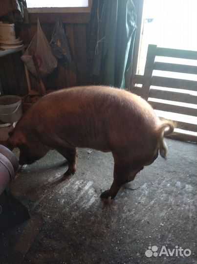 Поросята 2 месяц