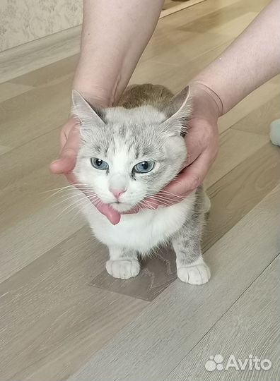 Найдена кошка