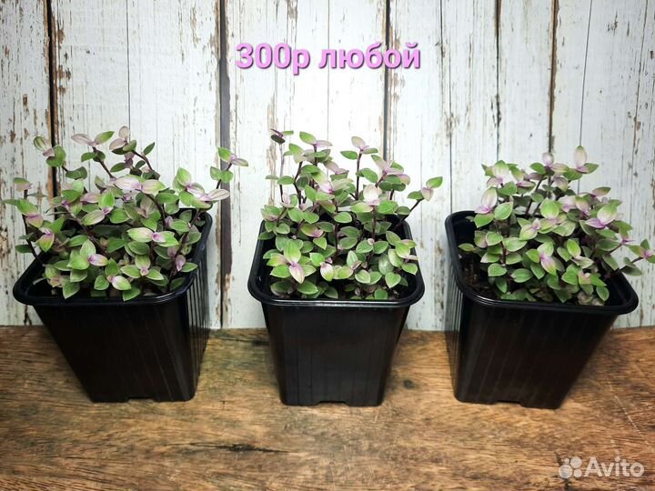 Каллизия Пинк Пантера (Розовая Пантера)