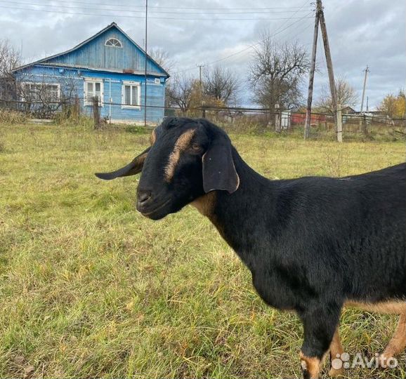 Нубийские козы