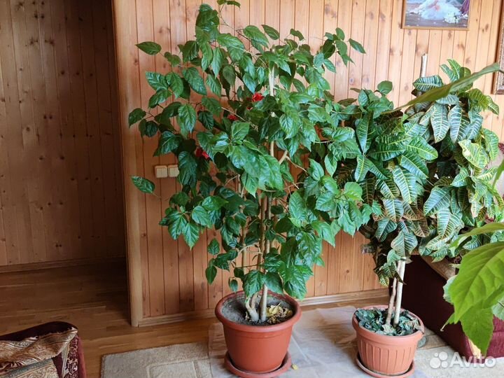 Гибискус китайская роза