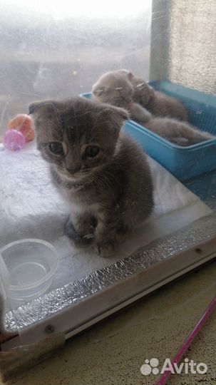 Котята
