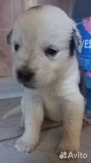 Щенки в дар