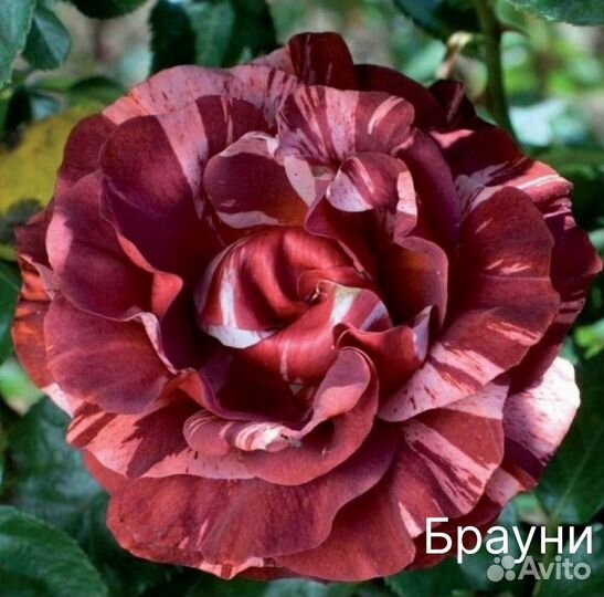 Саженцы роз. Плетистые. Джардина