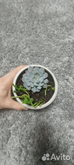 Каменный цветок