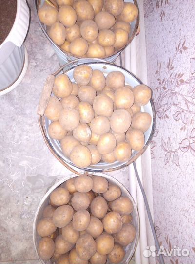 Картофель на посадку