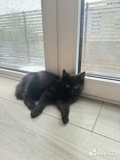 Отдам котенка в добрые руки