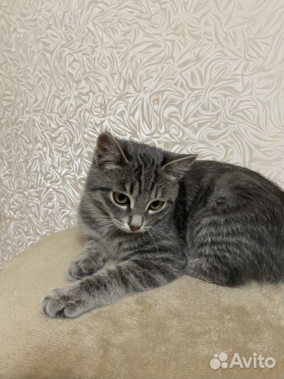 Котенок бесплатно